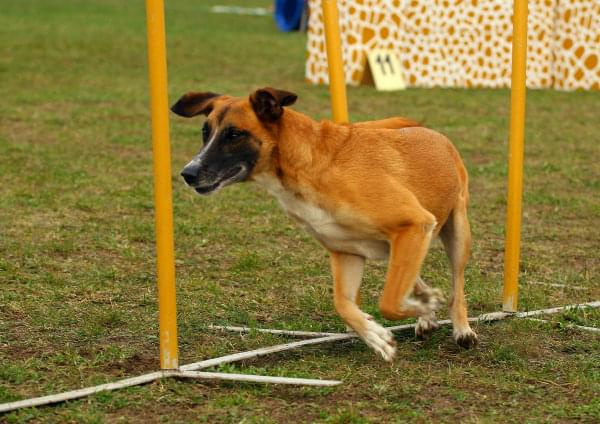 Agility Płock Zawody 5-6.04.2008 Psy