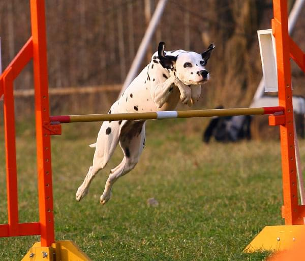 Zawody Agility Płock 5-6.04.2008 Psy