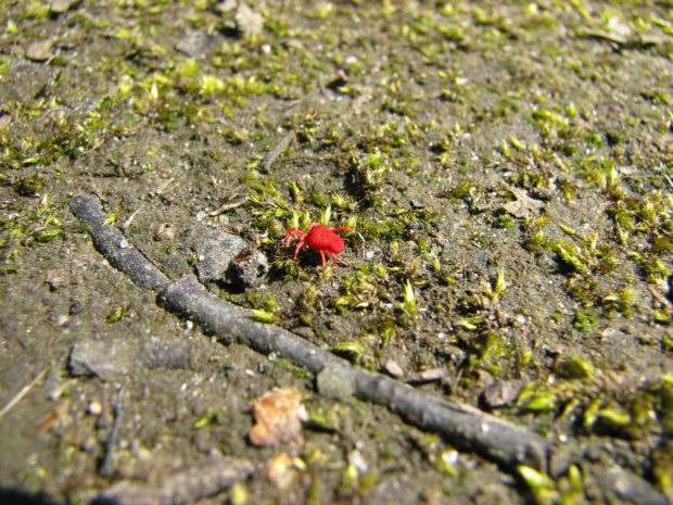 robaczek #przyroda #natura #zwierzęta #owady #makrofotografia