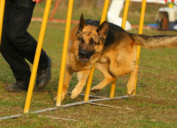 Zawody Agility Płock 5-6.04.2008 Psy