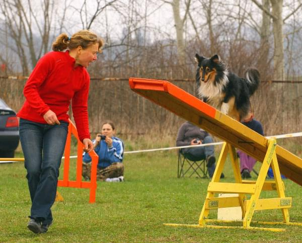 Zawody Agility Płock Psy