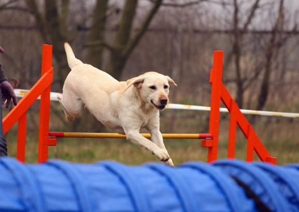 Zawody Agility Płock 5-6.04.2008 Psy