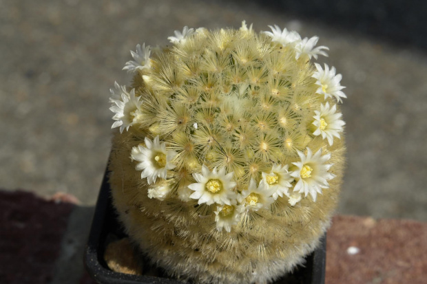 Mammillaria carmenae