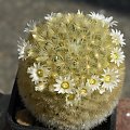 Mammillaria carmenae