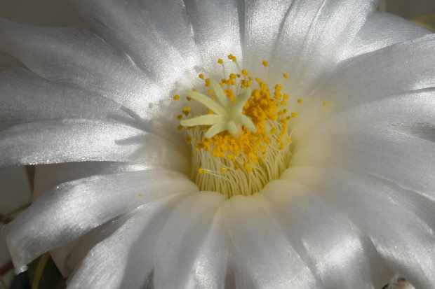 Thelocactus lloydii