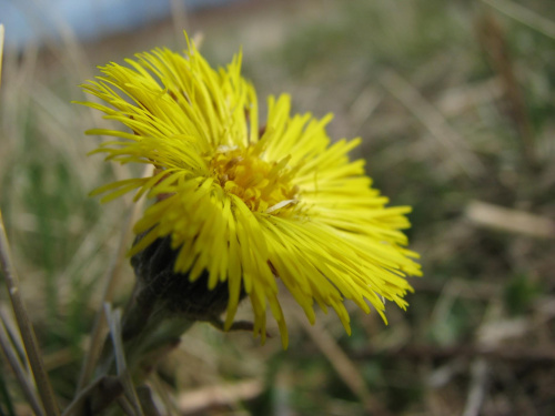 podbiał pospolity (Tussilago farfara) #przyroda #natura #rośliny #botanika #kwiaty #makrofotografia