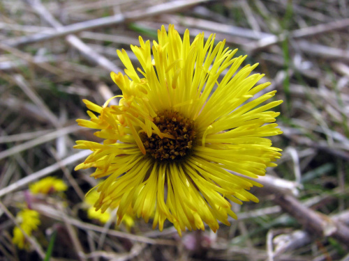 podbiał pospolity (Tussilago farfara) #przyroda #natura #rośliny #botanika #kwiaty #makrofotografia