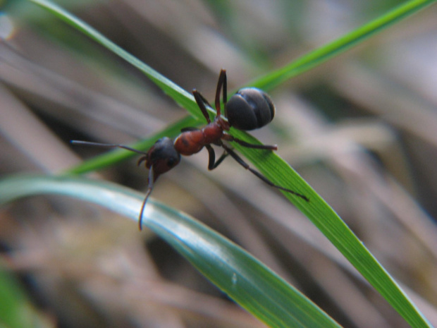 mrówka w makrofotografii #przyroda #natura #zwierzęta #owady #mrówki #rudnica #makrofotografia
