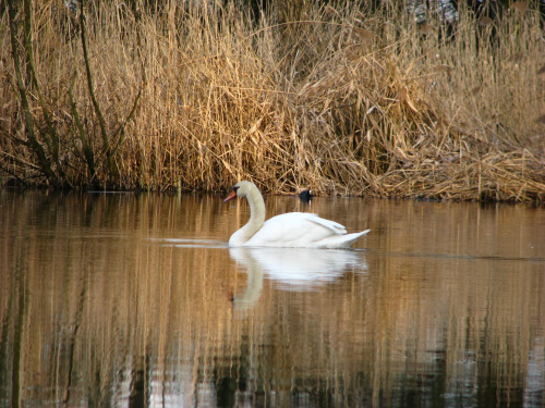 łabędź i łyska #przyroda #natura #zwierzęta #ptaki #ornitologia #NadWodą #staw #krajobraz #LustroWody #łabędzie