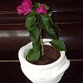 bougainvillea glabra