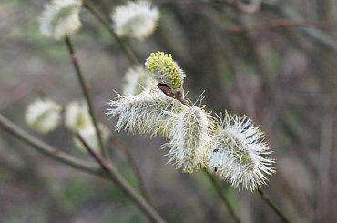 #wierzba #kwiaty #kotki #krzew