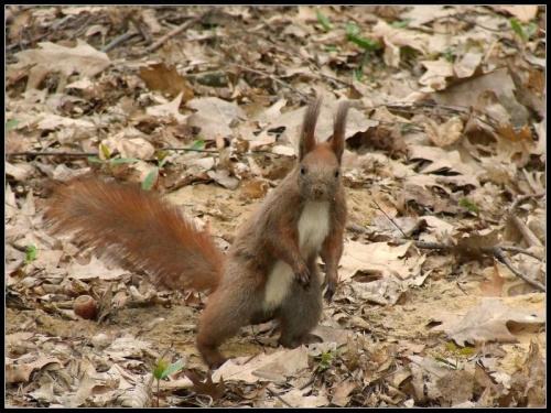 #zwierzę #wiewiórka #orzech #ssak #basia #baśka #ruda #park