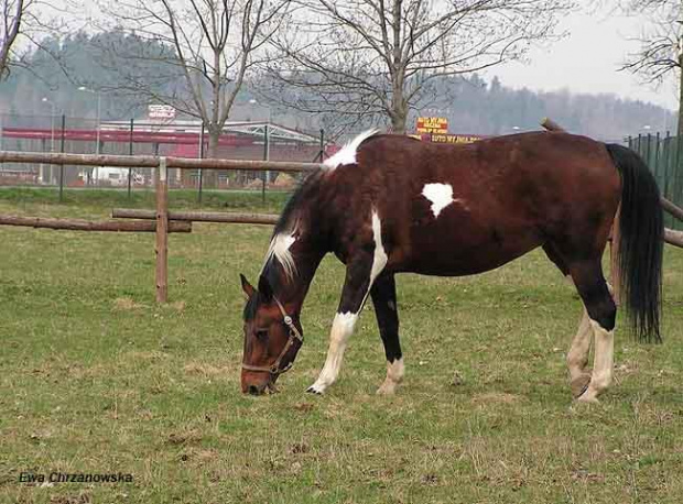 08.04.2008 Łomnica II trening