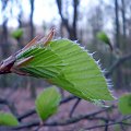 Buk zwyczajny - Fagus sylvatica . Data : 13.04.2008. Miejscowość : Smogorzewo .