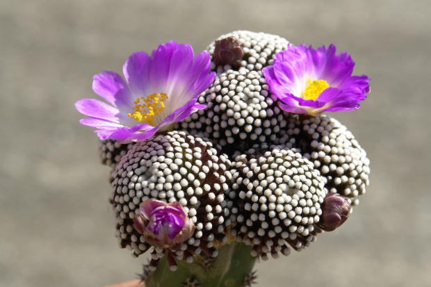 Mammillaria luethyi