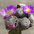 Mammillaria luethyi