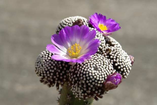 Mammillaria luethyi