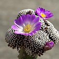 Mammillaria luethyi