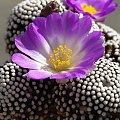 Mammillaria luethyi