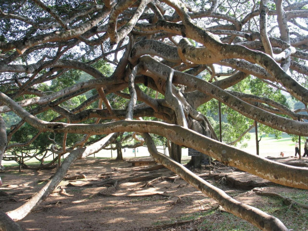 ogród botaniczny w Peradenji