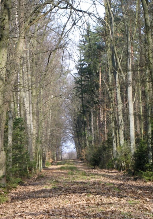 Gdzieś w lesie na terenie Nadleśnictwa Kaletnik gm. Koluszki #Koluszki #las #Nadleśnictwo #Brzeziny #Kaletnik