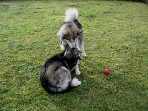 malamuty