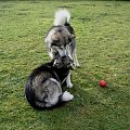 malamuty