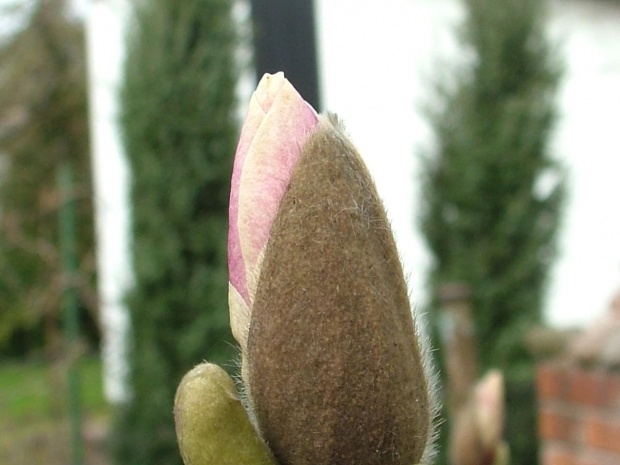 kwiat magnolii