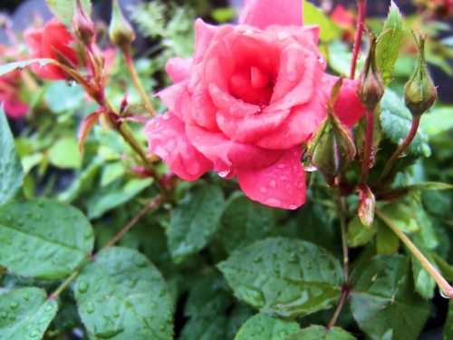 róża w deszczu #kwiaty #róże