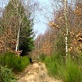 Las Nadleśnictwa Brzeziny w Kaletniku gm. Koluszki #Koluszki #wiosna #las #NadlesnictwoBrzezinyKaletnik