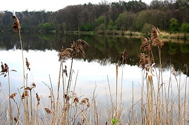 Las Nadleśnictwa Brzeziny w Kaletniku gm. Koluszki #Koluszki #wiosna #las #Nadleśnictwo #Brzeziny #Kaletnik #staw #Lisowice #Rochna