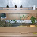 Terrarium