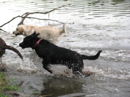 spotkanie labradorow szczecin forum www.labradory.org #szczecin #labrador #spotkanie #pies