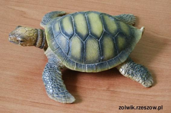 żółwik kiwaczek #żółw #żółwik #kolekcja