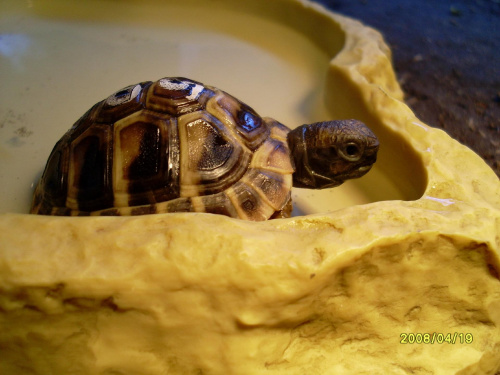 Mój żółwik #żółw #żółwik