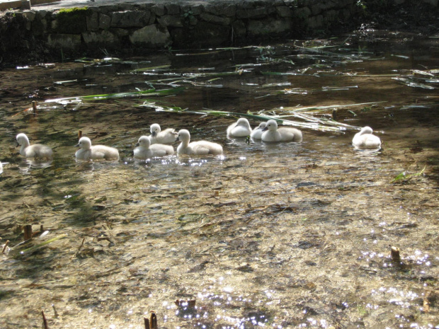 łabędziątka na rzecze Krka