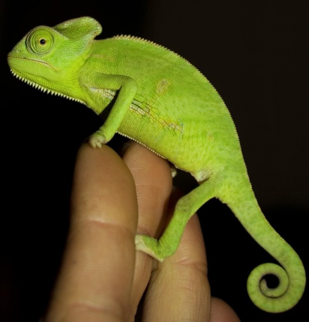 kameleon jemenski #KameleonChameleon