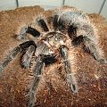 Brachypelma albopilosum