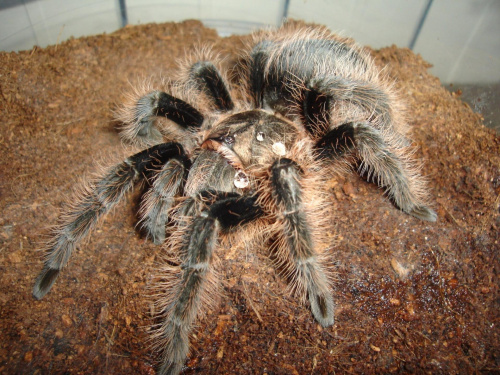 Brachypelma albopilosum