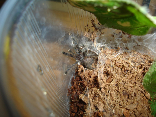 Cyriopagopus sp. BLUE Malezja