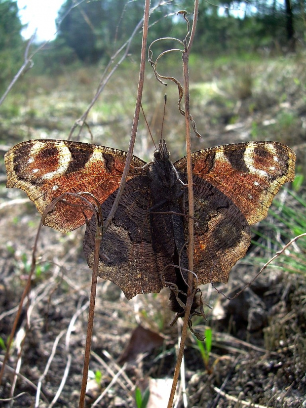 #motyl