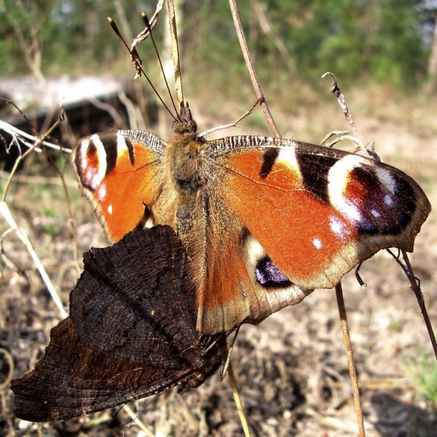 #motyl