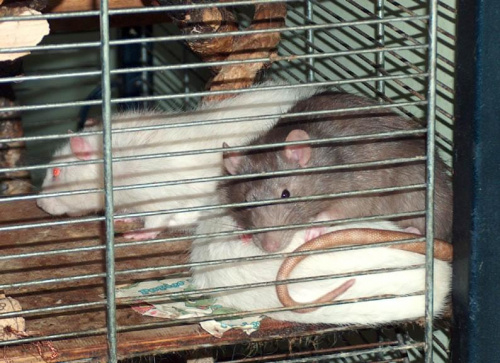 #szczury #szczur