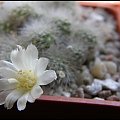 055.Rebutia albiflora