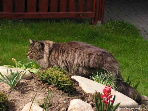 21.04.2008 Koty i ogród