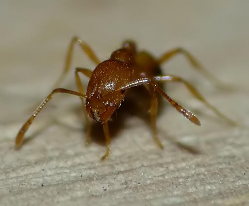 Mrówka blokowa(3mm) #mrówka #makro #owad