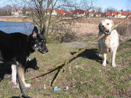 Mimi i Polina #pies #psy #zwierzęta