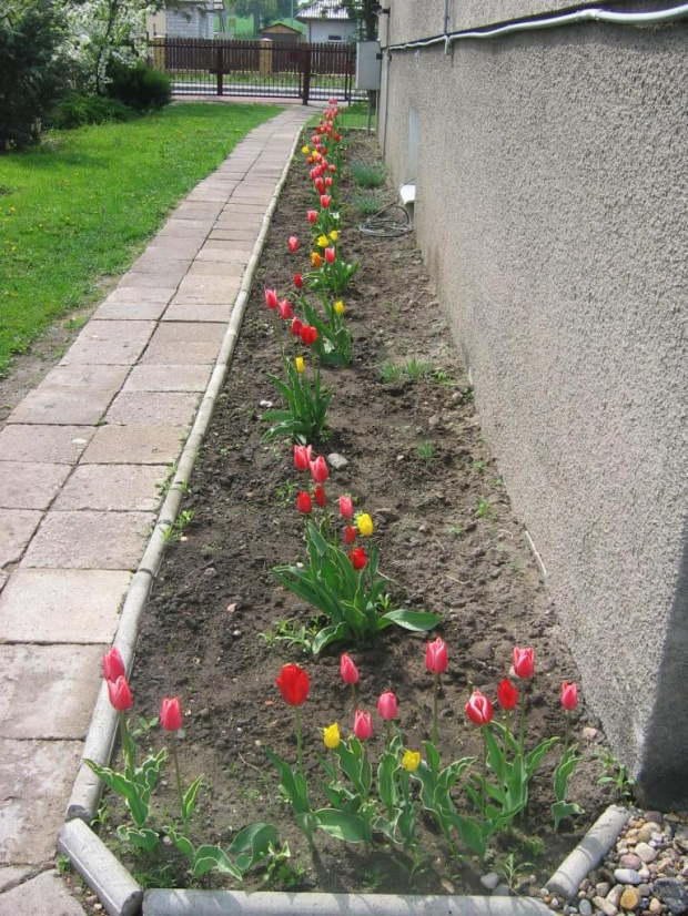 tulipany