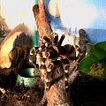 Acanthoscurria geniculata #pająk #ptasznik #Acanthoscurria #geniculata