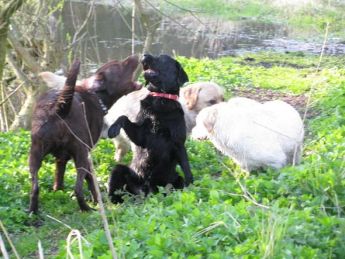 labradors